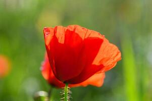 zonsondergang over- papaver veld- Aan platteland. selectief focus.5 foto