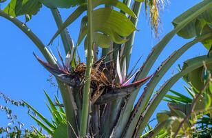 strelitzia nicolai Aan boom takken 3 foto