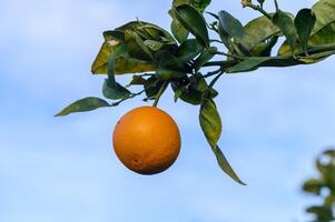 een oranje boom in de oranje boomgaard Bij de laatste oogst van elk seizoen.10 foto