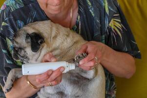 trimmen een mopshond nagels met een elektrisch krabben na. een meisje bezuinigingen een honden nagels. foto