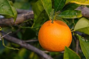 een oranje boom in de oranje boomgaard Bij de laatste oogst van elk seizoen.8 foto