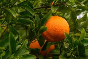 rijp sinaasappelen, mandarijnen groeit Aan een citrus Afdeling met groen bladeren in een boomgaard. zonnig dag. 4 foto