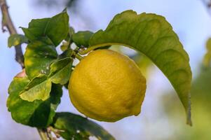 citrus citroen fruit met bladeren geïsoleerd, zoet citroen fruit Aan een Afdeling met werken pad.13 foto