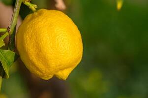 citrus citroen fruit met bladeren geïsoleerd, zoet citroen fruit Aan een Afdeling met werken pad.9 foto