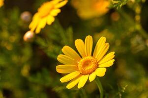 mooi geel bloemen in de veld- Bij zonsondergang 3 foto