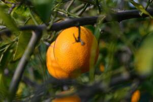 rijp sinaasappels hangende tussen de bladeren Aan de takken van de bomen van een biologisch citrus bosje, in winter. traditioneel landbouw.5 foto