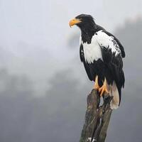 foto stellers zee adelaar in natuur