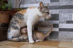moeder kat borst voeden katje in huis foto