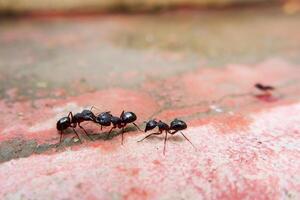 macro schot van zwart mieren communiceren elk andere foto