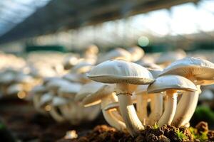 champignons groeit in een kas foto