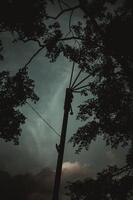 banyan boom bladeren en lamp berichten foto
