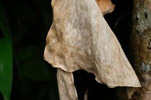 verdord droog bladeren dat zijn oud en over naar vallen foto