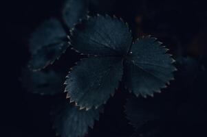 esthetisch bladeren Aan een donker achtergrond foto
