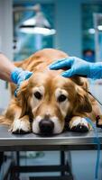 gouden retriever ontvangen medisch zorg met gehandschoende hand- en katheter in veterinair ziekenhuis verticaal mobiel behang foto