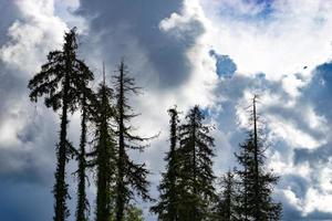 silhouetten van hoge oude sparren tegen een blauwe hemel met wolken foto