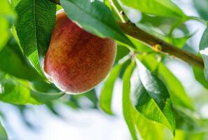 rijp perziken fruit Aan een Afdeling foto