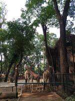 drie giraffen in een kooi foto