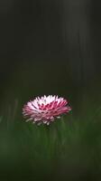 klein madeliefje bloem in Woud met donker vervagen achtergrond foto