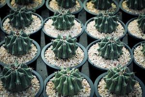 groep ferocactus groeit in plantpot foto