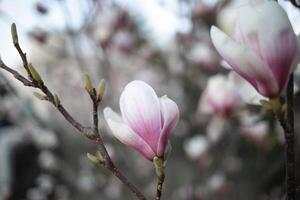 mooi vers bloeiend voorjaar magnolia. selectief focus, vervagen foto