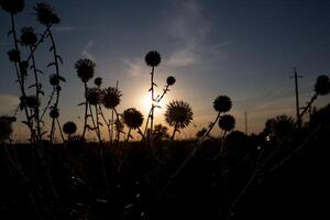 mooi zonsondergang Aan de zee tegen een achtergrond van droog bloemen foto