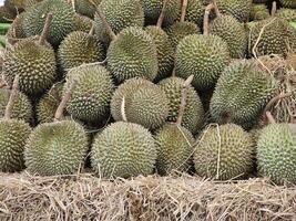 achtergrond, durian geplaatst Aan een stapel van rietje. foto