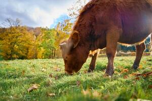 bruin koe begrazing Aan veld- met groen gras foto