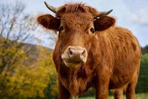 bruin koe begrazing Aan veld- met groen gras foto