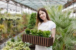 portret van een hardwerkend Europese boer vrouw in een kas Holding doos met bloem potten. huis tuinieren, liefde van planten en zorg. klein bedrijf. foto