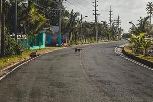twee achtergelaten honden aan de kant van de weg. foto