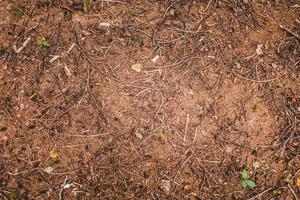 van bovenaf droge grondtextuur in groenblijvend bos foto