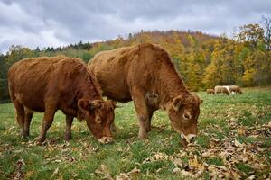 bruin koe begrazing Aan veld- met groen gras foto