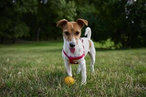 actief hond spelen met speelgoed- bal Bij zomer dag foto
