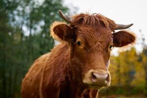 bruin koe begrazing Aan veld- met groen gras foto