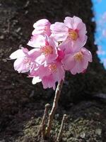 eerste bloeien van sakura, kers bloesem in voorjaar foto