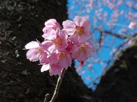 eerste bloeien van sakura, kers bloesem in voorjaar foto