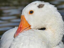 ganzen dichtbij omhoog achtergrond foto