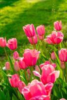 achtergrond van veel helder roze tulpen. bloemen achtergrond van een tapijt van helder roze tulpen. foto