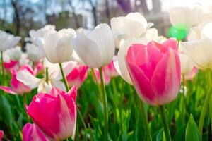 achtergrond van veel wit tulpen. bloemen achtergrond van een tapijt van wit tulpen. foto