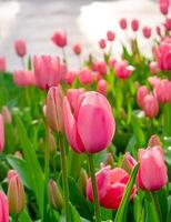 achtergrond van veel helder roze tulpen. bloemen achtergrond van een tapijt van helder roze tulpen. foto