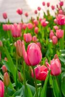 achtergrond van veel helder roze tulpen. bloemen achtergrond van een tapijt van helder roze tulpen. foto