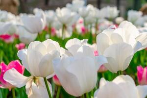 achtergrond van veel wit tulpen. bloemen achtergrond van een tapijt van wit tulpen. foto