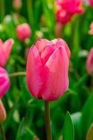 achtergrond van veel helder roze tulpen. bloemen achtergrond van een tapijt van helder roze tulpen. foto