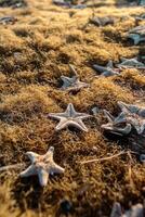 achtergrond van zeewier en zeester Aan de zanderig oever. achtergrond van veel zeester Aan de strand. foto