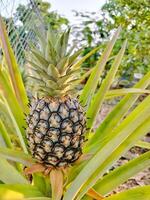 ananas boom in de tuin, ananas foto