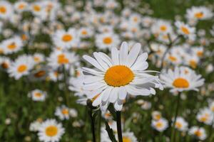 wit tuin madeliefje bloem dichtbij omhoog met tuin madeliefjes in de achtergrond, landschap foto