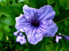 dichtbij omhoog van Purper ruellia tuberosa bloem foto