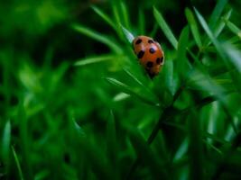 dichtbij omhoog van dame kever Aan de blad foto