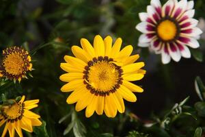 genieten een aantrekkelijk mooi bloem tuin en bloemen foto