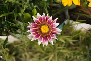 genieten een aantrekkelijk mooi bloem tuin en bloemen foto